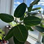 Ficus benghalensis Blad