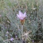 Xeranthemum cylindraceum Blüte