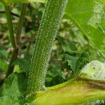 Heracleum sphondylium Кора