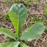 Verbascum thapsusFolha