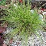 Isolepis cernua Blad