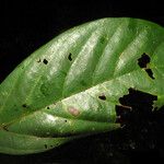 Endlicheria canescens Лист