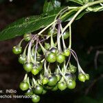 Solanum nudum Fruit