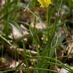 Gagea spathacea Агульны выгляд