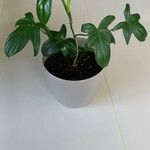 Philodendron panduriforme 形態
