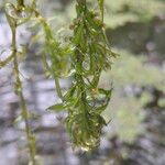 Elodea nuttallii Hoja