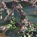 Eucalyptus sideroxylon List
