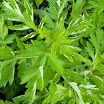 Artemisia princeps List