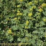 Alchemilla cinerea Habit