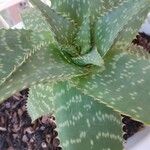 Aloe maculata Leaf