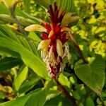 Cautleya spicata Flors