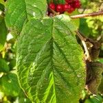 Cotoneaster bullatus 葉