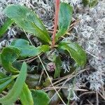 Chimaphila umbellata 叶