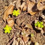 Sanicula epipactis Elinympäristö