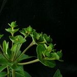 Euphorbia stracheyi Hábito