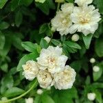 Rosa banksiae Flor