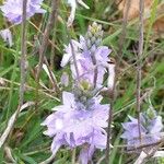 Veronica austriaca Flower