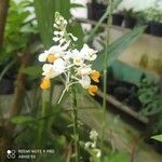 Calanthe triplicata Квітка