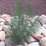 Casuarina equisetifolia Habit