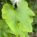 Trichosanthes cucumerina Blatt