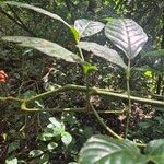 Leea guineensis Leaf