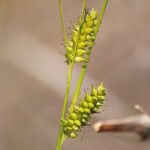 Carex punctata Квітка