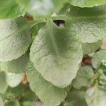 Kalanchoe crenata Leaf