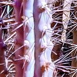 Cereus aethiops Leaf