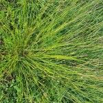 Heteropogon contortus موطن