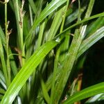 Scleria gaertneri Blad