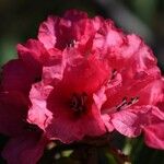 Rhododendron barbatum Flor