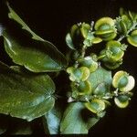 Gouania lupuloides Fruit