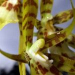 Brassia caudata फूल