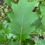 Quercus rubra Foglia