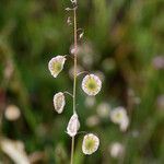 Thysanocarpus curvipes Συνήθη χαρακτηριστικά