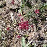 Lomatium hooveri Flower