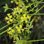 Bupleurum fruticescens Fleur