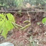 Helicteres isora Fruit