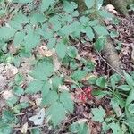 Actaea rubra Blatt