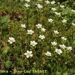 Saxifraga trifurcata Habitus