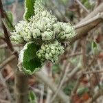 Viburnum lantana Цвят