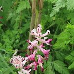 Fumaria agraria Flor