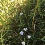 Stellaria longipes Çiçek