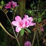 Rhododendron simsii Flower