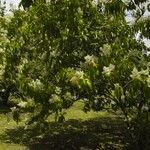 Miconia longifolia Хабит