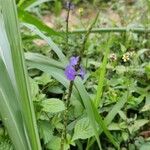 Stachytarpheta jamaicensis Flower