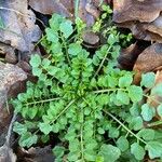 Cardamine flexuosa 葉