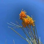 Grevillea pteridifolia 花