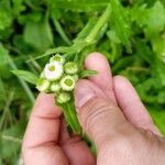 Erigeron quercifolius Цветок