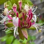 Lonicera caprifolium 花